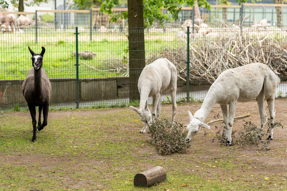 Lietuvos zoologijos sodo gimtadienis