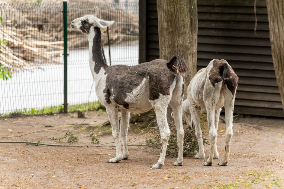 Lietuvos zoologijos sodo gimtadienis