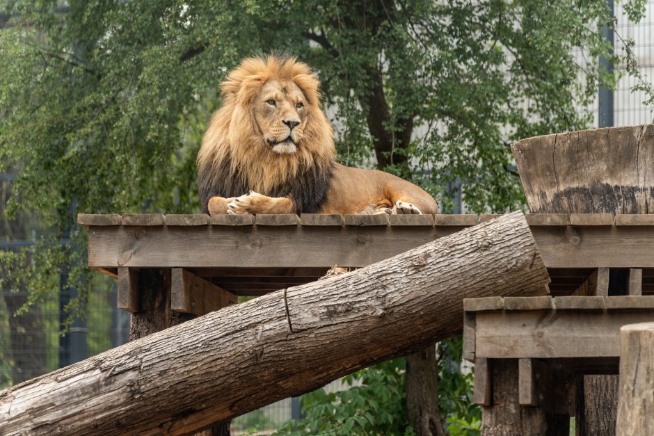 Lietuvos zoologijos sodo gimtadienis