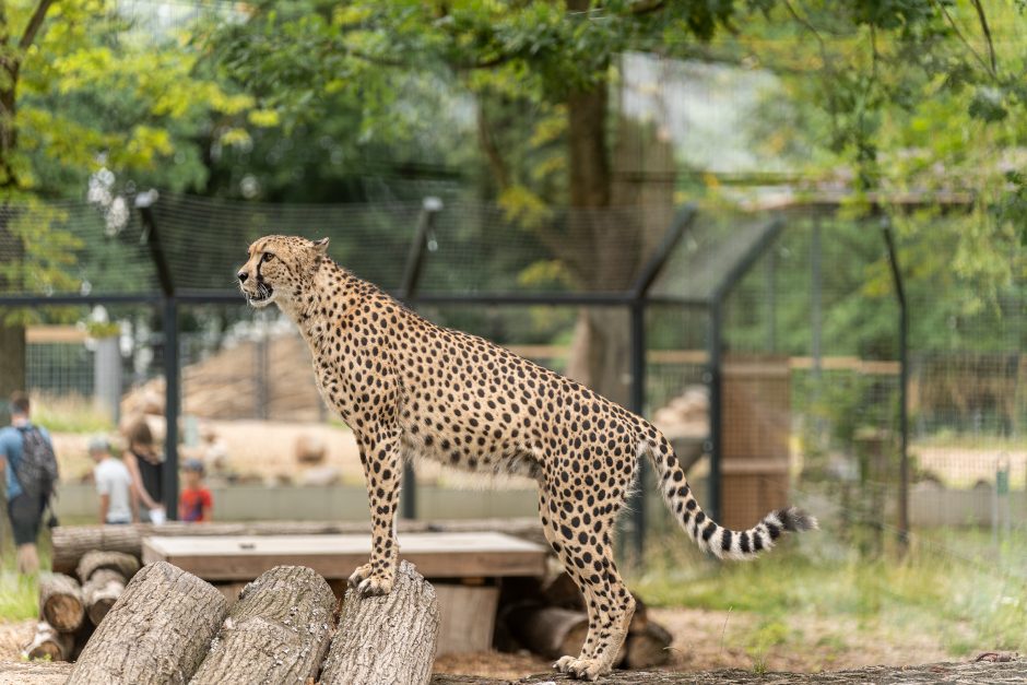 Lietuvos zoologijos sodo gimtadienis