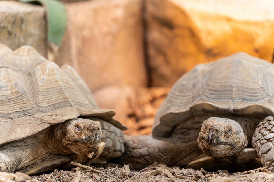 Lietuvos zoologijos sodo gimtadienis