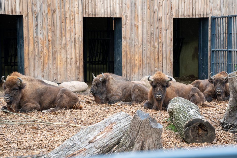 Pirmųjų Zoologijos sodo lankytojų įspūdžiai: gražu, tvarkinga, akį traukia egzotiniai gyvūnai