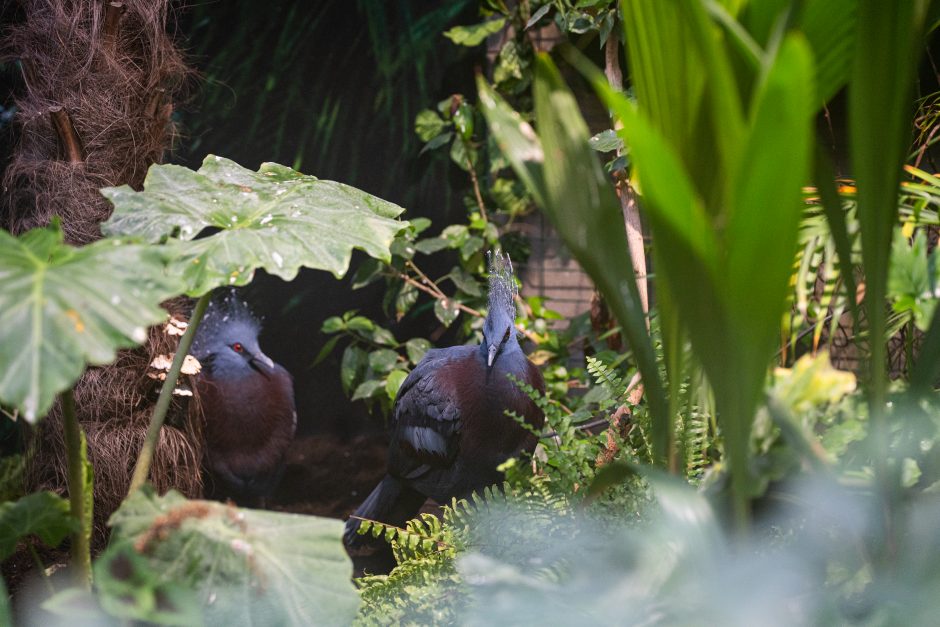 Pirmųjų Zoologijos sodo lankytojų įspūdžiai: gražu, tvarkinga, akį traukia egzotiniai gyvūnai