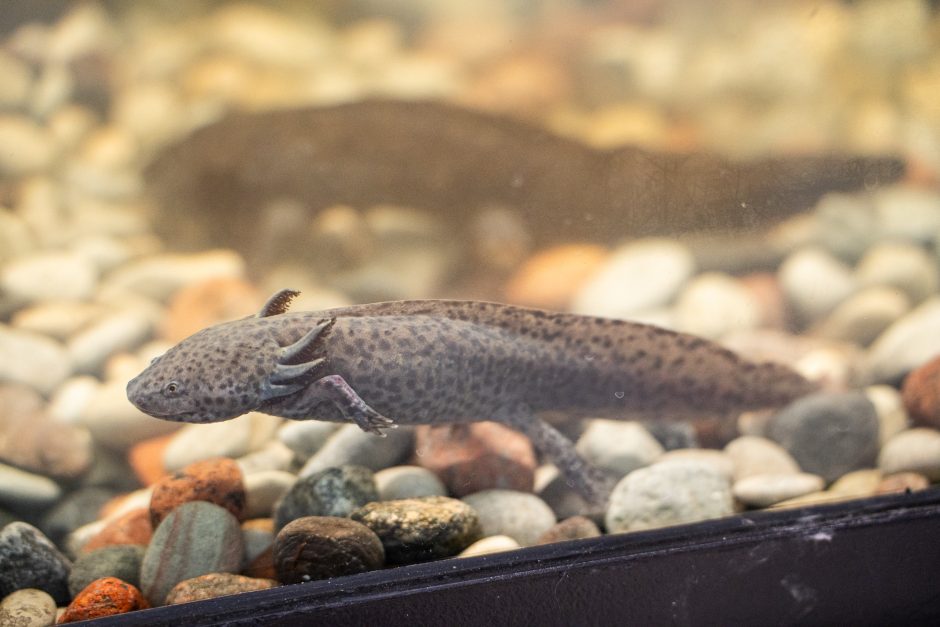 Pirmųjų Zoologijos sodo lankytojų įspūdžiai: gražu, tvarkinga, akį traukia egzotiniai gyvūnai