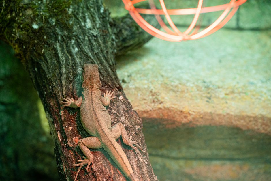 Pirmųjų Zoologijos sodo lankytojų įspūdžiai: gražu, tvarkinga, akį traukia egzotiniai gyvūnai