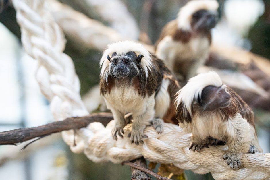 Pirmųjų Zoologijos sodo lankytojų įspūdžiai: gražu, tvarkinga, akį traukia egzotiniai gyvūnai