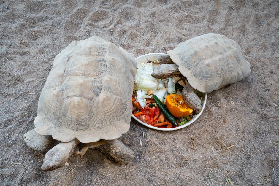 Pirmųjų Zoologijos sodo lankytojų įspūdžiai: gražu, tvarkinga, akį traukia egzotiniai gyvūnai