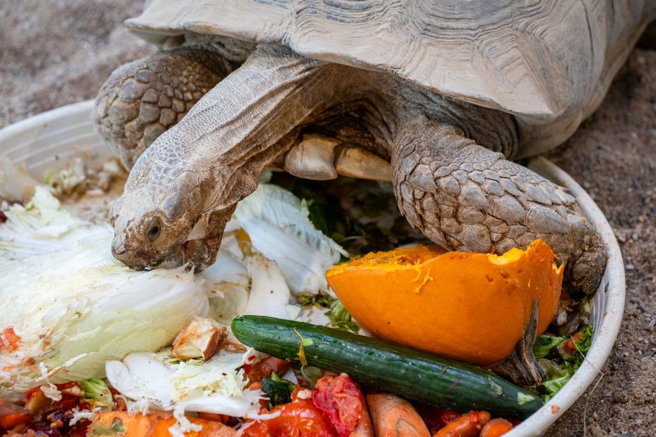 Pirmųjų Zoologijos sodo lankytojų įspūdžiai: gražu, tvarkinga, akį traukia egzotiniai gyvūnai