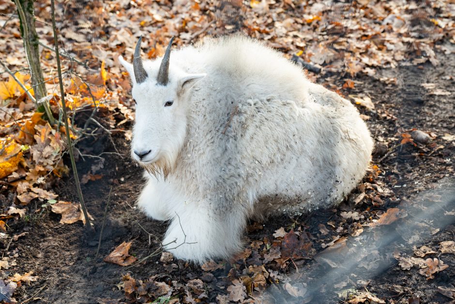 Pirmųjų Zoologijos sodo lankytojų įspūdžiai: gražu, tvarkinga, akį traukia egzotiniai gyvūnai