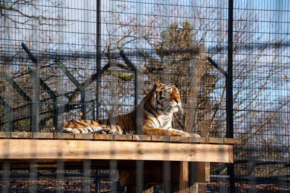 Pirmųjų Zoologijos sodo lankytojų įspūdžiai: gražu, tvarkinga, akį traukia egzotiniai gyvūnai