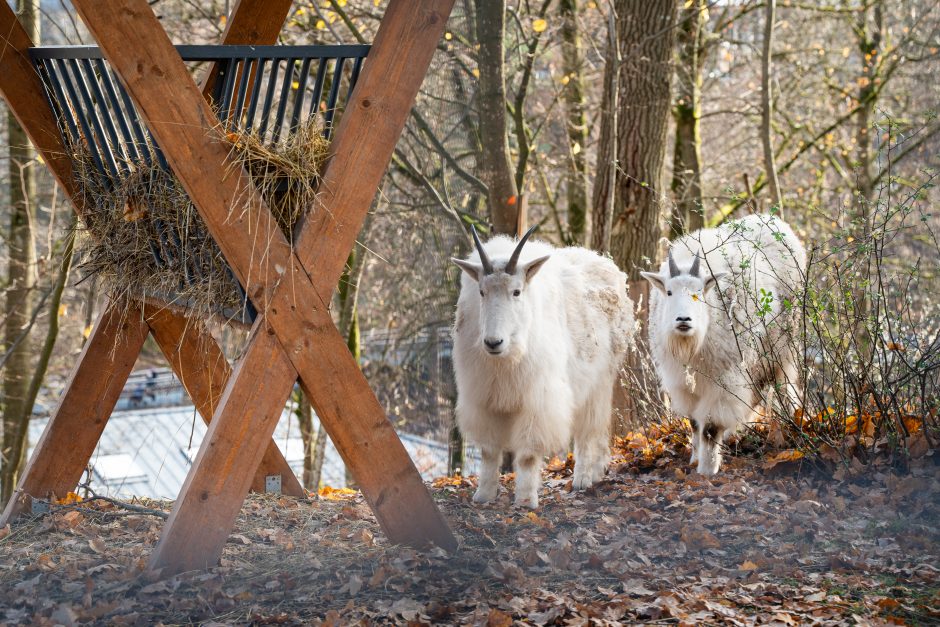 Pirmųjų Zoologijos sodo lankytojų įspūdžiai: gražu, tvarkinga, akį traukia egzotiniai gyvūnai