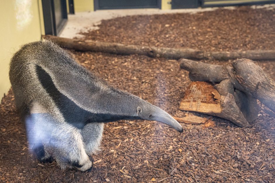 Pirmųjų Zoologijos sodo lankytojų įspūdžiai: gražu, tvarkinga, akį traukia egzotiniai gyvūnai