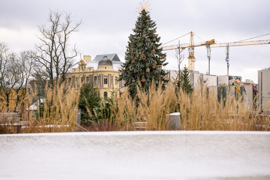 Kauno eglutė skaičiuoja paskutines dienas