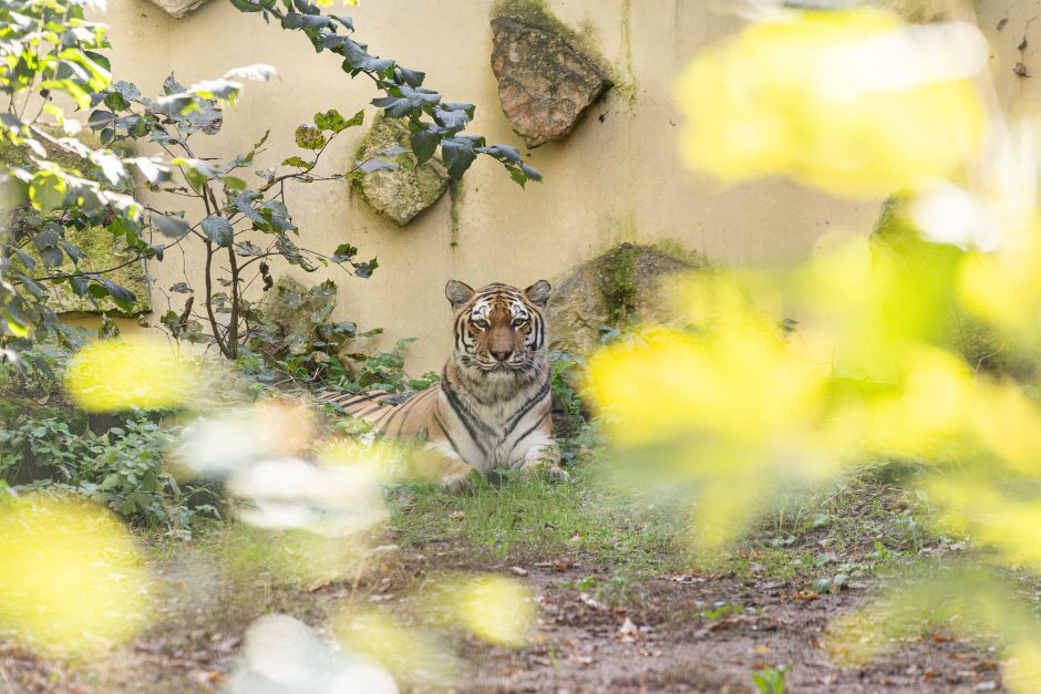 Lietuvos zoologijos sode apsigyveno tigrė