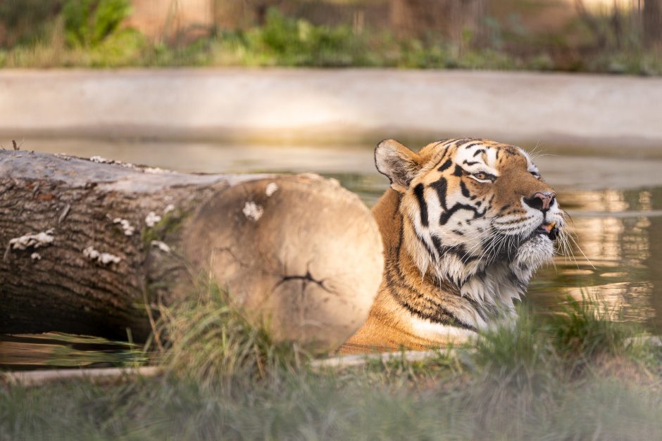 Lietuvos zoologijos sode apsigyveno tigrė