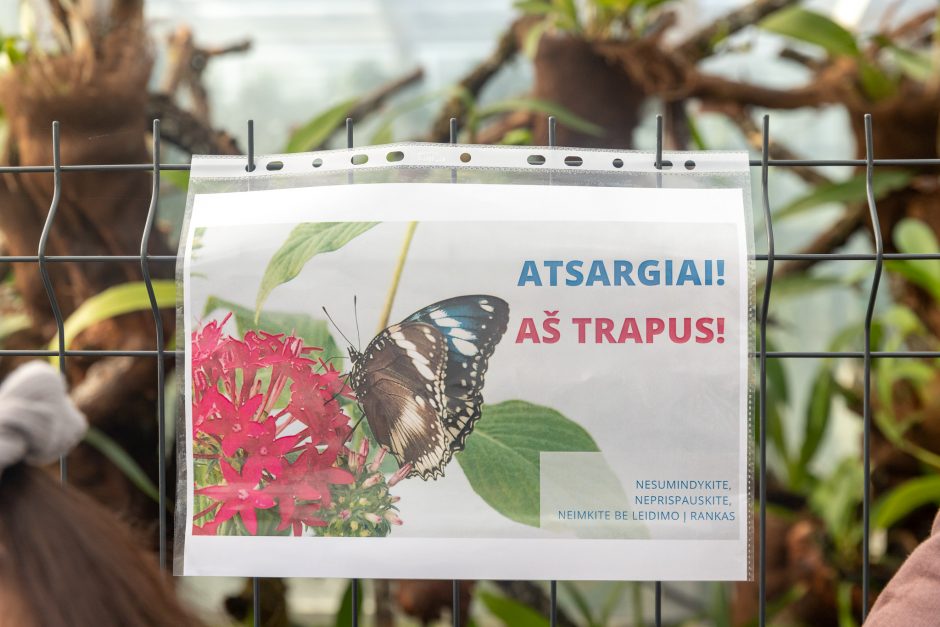 Į VDU Botanikos sodą – tropinių drugių