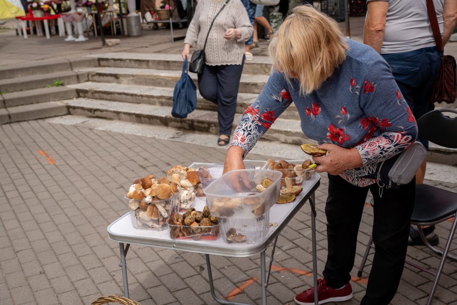 Auksiniai grybai: už kilogramą baravykų – 20 eurų