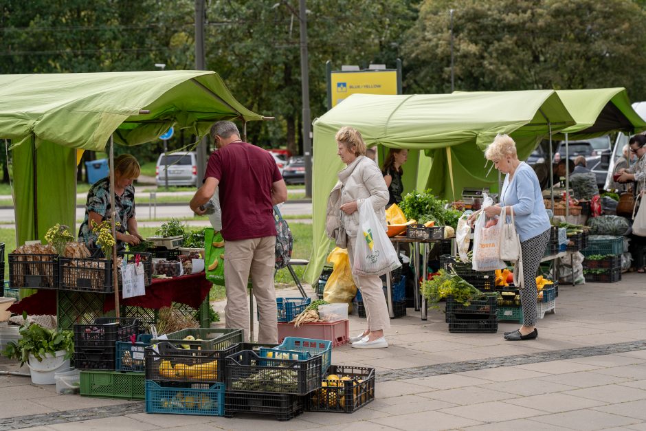 Auksiniai grybai: už kilogramą baravykų – 20 eurų