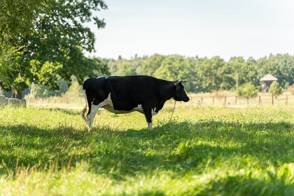 Žolinė Rumšiškėse: nuo pievų puokščių, iki kelionių laiku