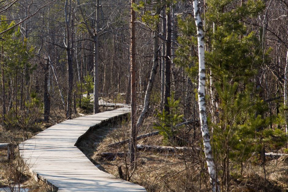 Baisus radinys: Alytaus miško pelkėje – žmogaus palaikai