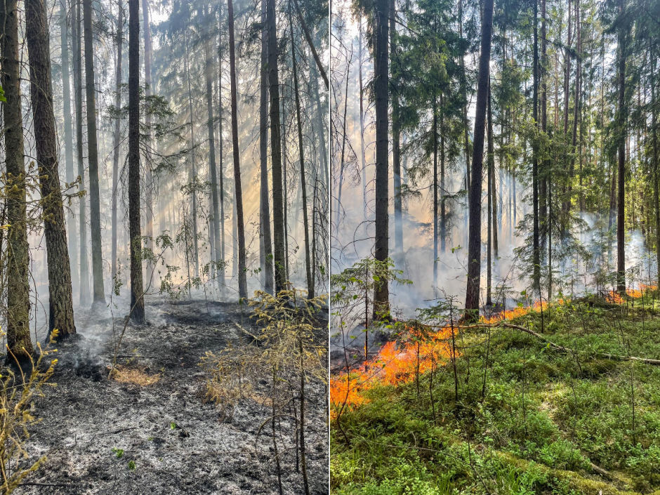 Dėl gaisrų pavojaus Vilnius apribojo lankymąsi miškuose