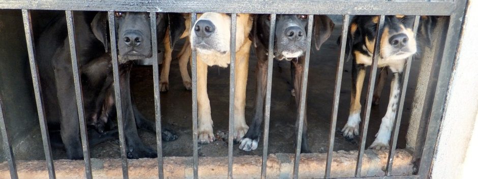 Pasipylė tyrimai dėl gyvūnų gerovės: globėjams jau perduotas 331 šuo