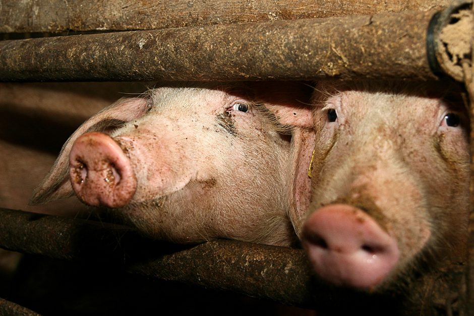 J. Milius: dėl kiaulių marą platinančių ūkininkų bus kreipiamasi į prokuratūrą