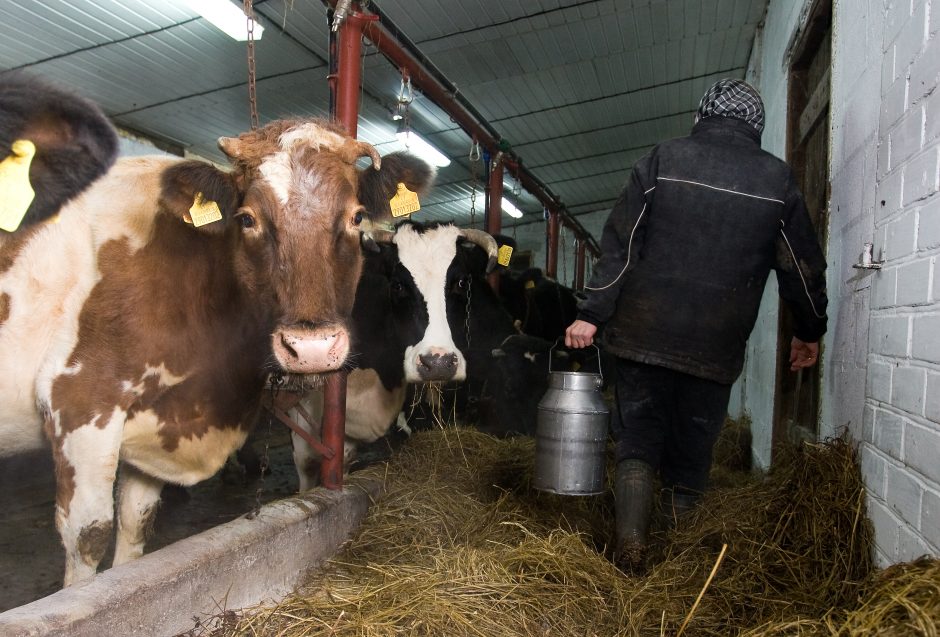 Ūkininkų sąjunga: pieno ūkiai nesugebės pasinaudoti ES parama