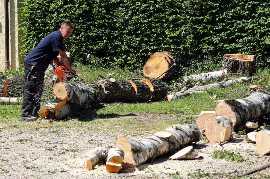 Ar žinojote, kad jau reikia leidimo norint pjauti medį net ir savo sklype?