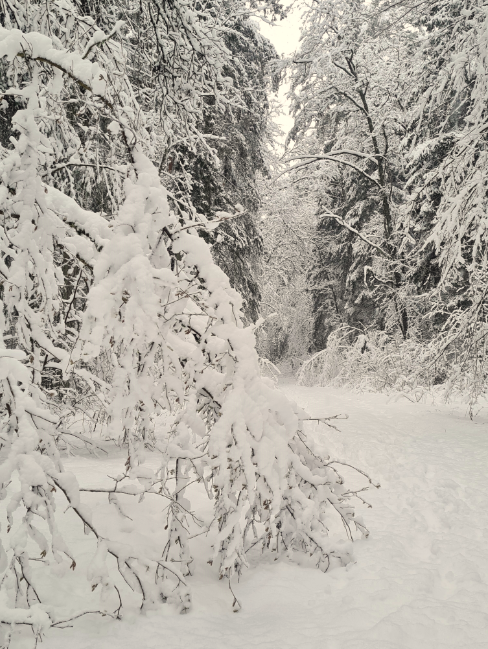 Įvertino gausaus sniego žalą miškams: pažeista 40 tūkst. medžių