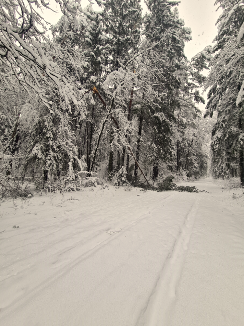 Įvertino gausaus sniego žalą miškams: pažeista 40 tūkst. medžių