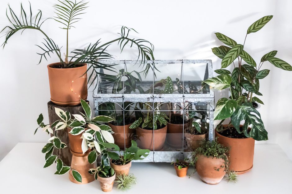 Gamtą mylinti V. Žukienė namuose įkurdino beveik 100 augalų