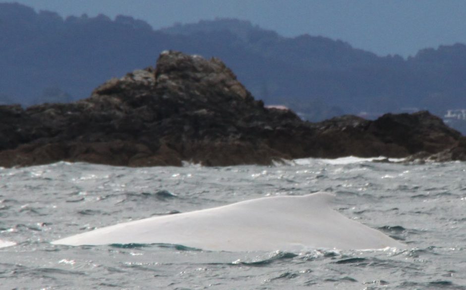 Prie Australijos krantų pastebėtas baltas banginis, kurių pasaulyje – vos 3
