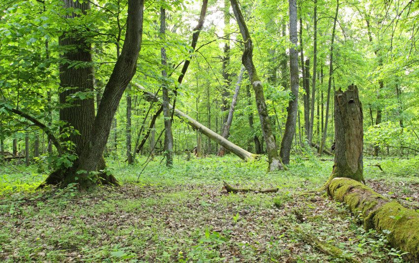 Punios šilas įgijo gamtinio rezervato statusą: tai – svarbiausias aplinkosaugos įvykis nuo 1990-ųjų