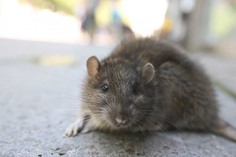 Seimui planuojant uždrausti žiurknuodžius, susirūpino specialistai: graužikai platina 35 ligas
