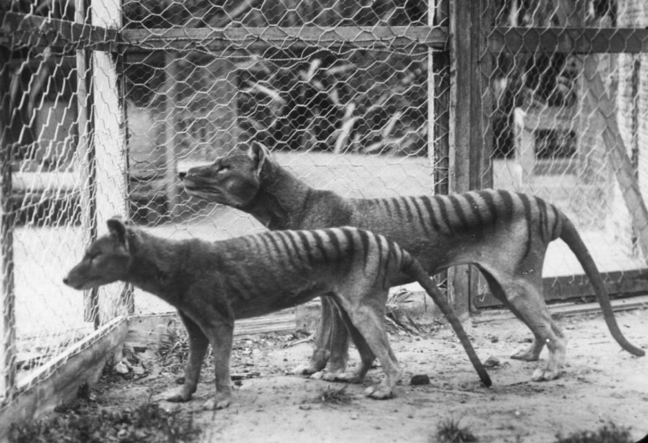 Mokslininkai planuoja atkurti prieš 85-erius metus išnykusią Tasmanijos tigro rūšį