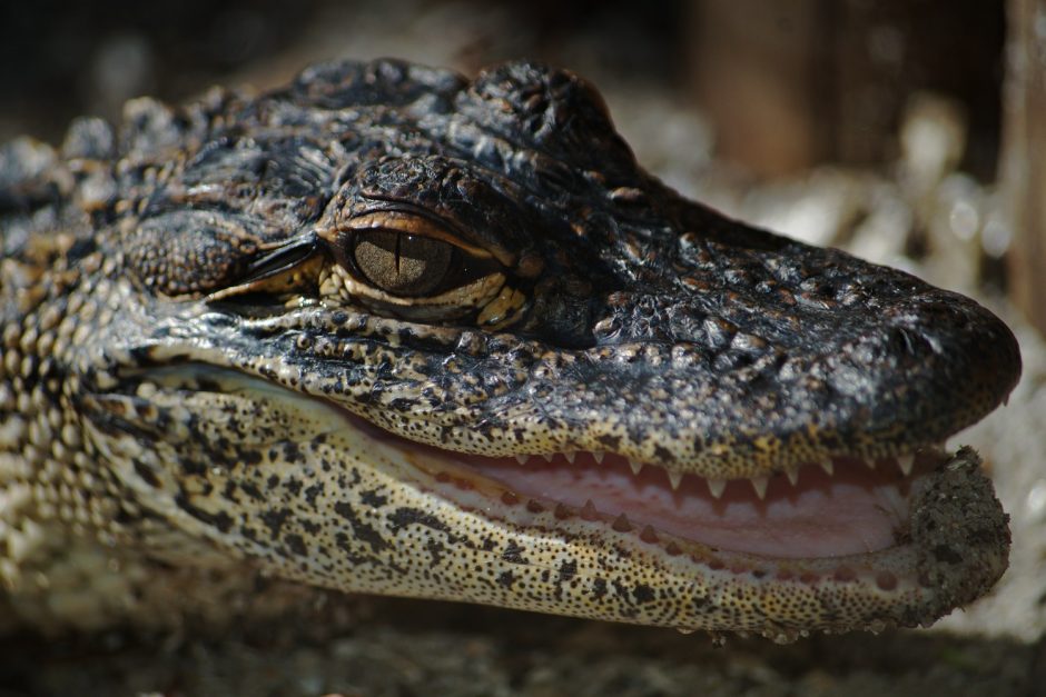 Krokodilas prarijo mažą mergaitę, kuri maudėsi upėje