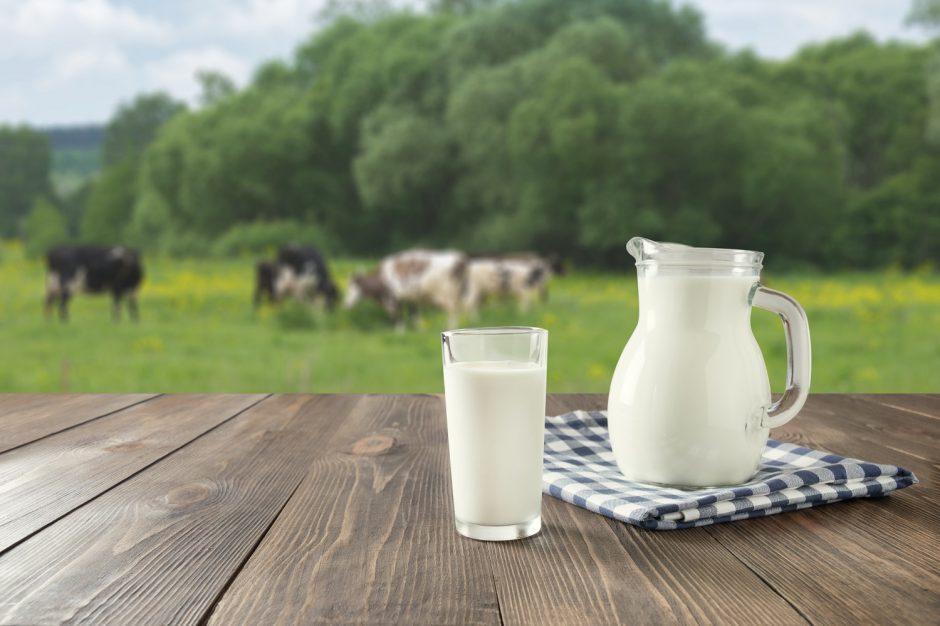 Pieno supirkimo kainos išlieka rekordiškai didelės