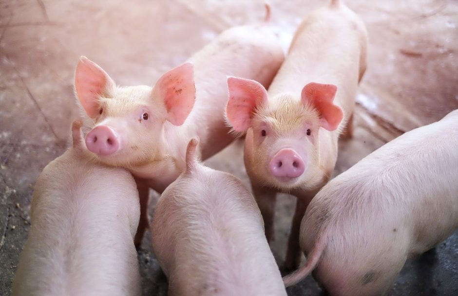 Kiaulių augintojai abejoja, ar dėl žemų „lubų“ gaus visą 6 mln. eurų valstybės paramą