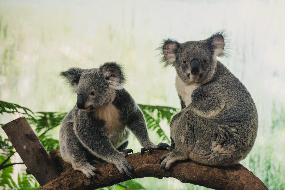 Australijoje sparčiai mažėja koalų