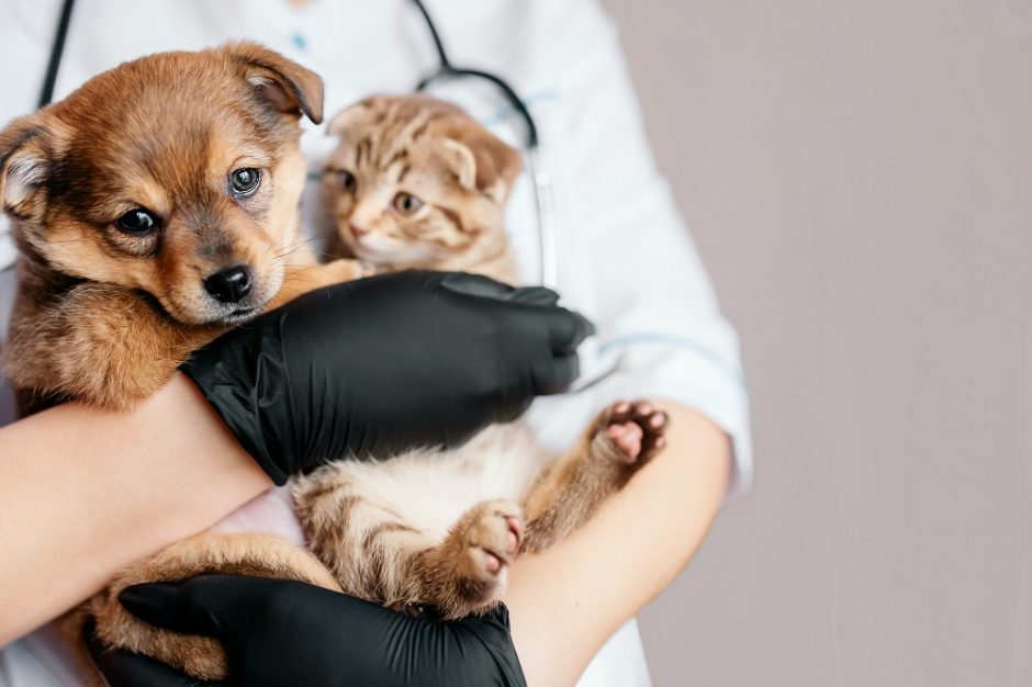 Baigiantis kačių, šunų ženklinimo terminui – apgultis veterinarijos klinikose
