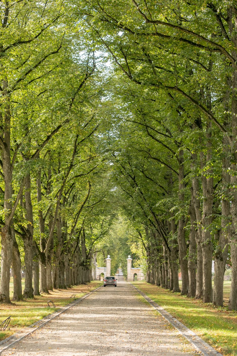 Vilniaus miesto medžių likimą lems ir nepriklausomi ekspertai: kviečia tapti komisijos nariais