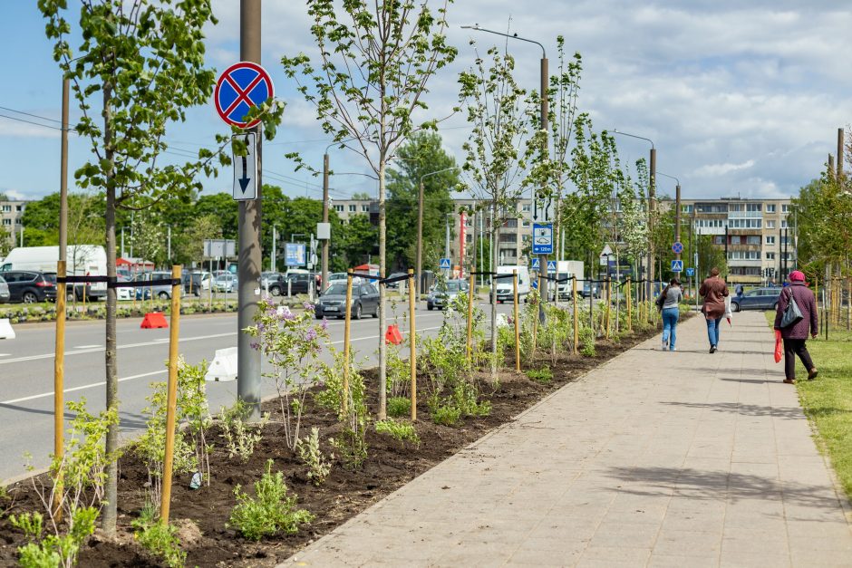 Sostinės P. Lukšio gatvėje pasodinta per 1600  krūmų