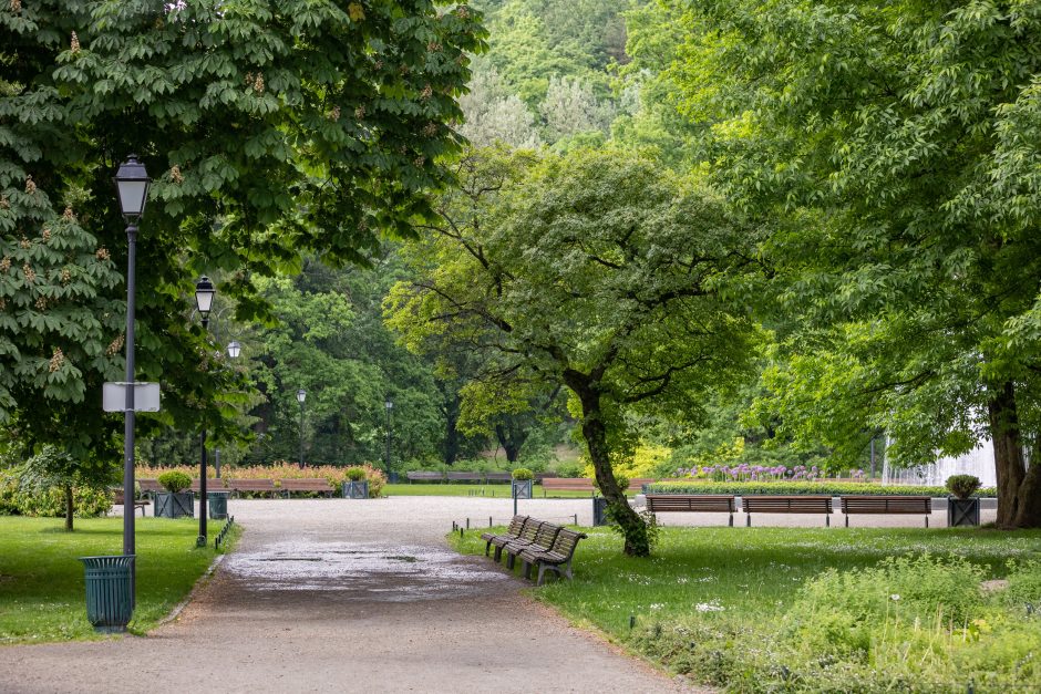 Vilniaus miesto medžių likimą lems ir nepriklausomi ekspertai: kviečia tapti komisijos nariais