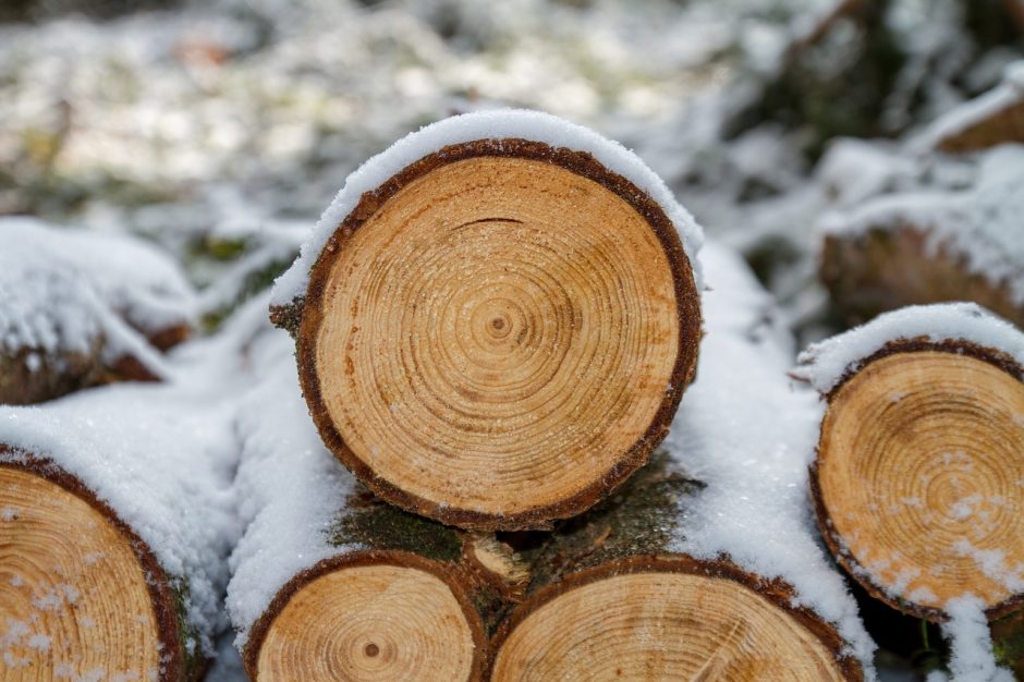 Panevėžio rajone iš miško pavogta 42 kubiniai metrai rąstų