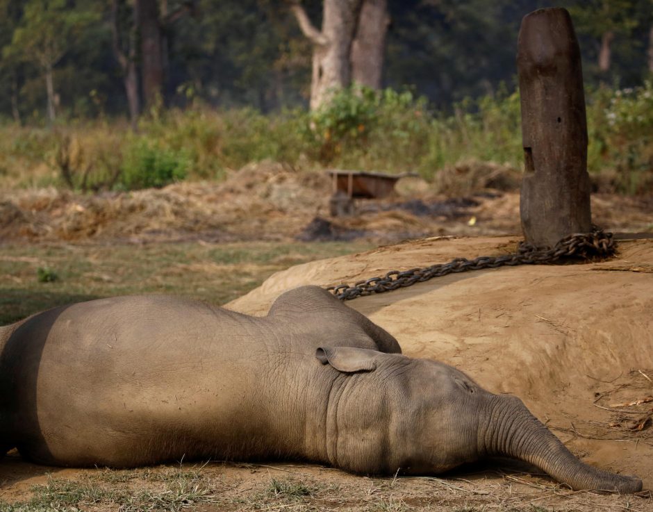 Bangladeše dramblį nutrenkė elektra