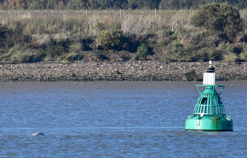 Didžiojoje Britanijoje – nerimas: Temzės upėje pastebėtas neįprastas reiškinys