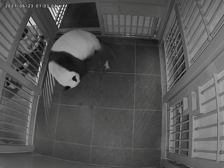 Dvigubas džiaugsmas: Tokijuje panda atsivedė du jauniklius