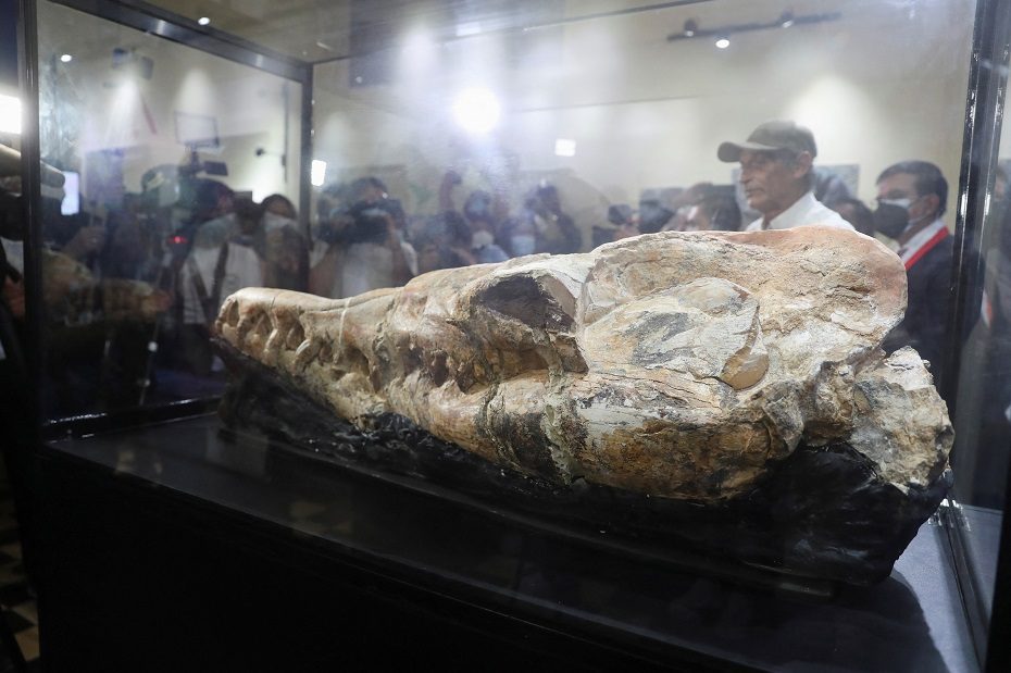 Peru dykumoje rasta 36 mln. metų senumo banginio fosilija