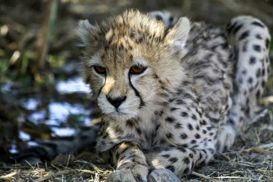Nugaišo paskutinis iš trijų nelaisvėje gimusių retų gepardų jauniklių